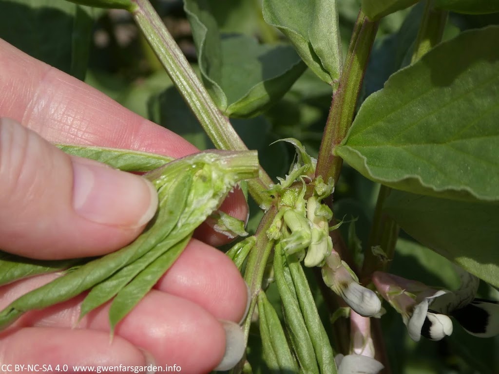 Keeping blackfly off Broad Beans Gwenfar's Garden and other musings