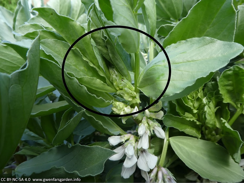 Keeping blackfly off Broad Beans Gwenfar's Garden and other musings