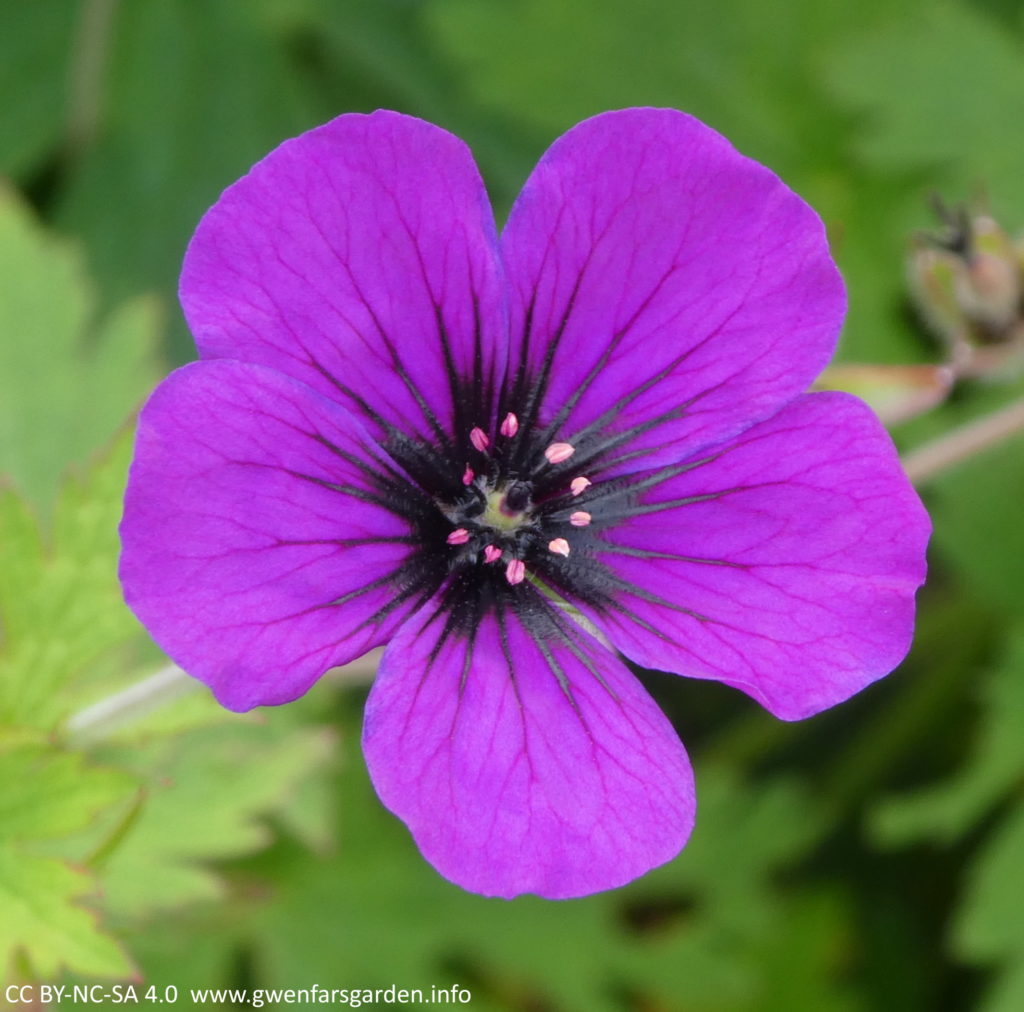 A single purple flower with some black veins on the petals coming out of the centre, and with pink stamens and carpels in the middle. It is surrounded by green foliage.
