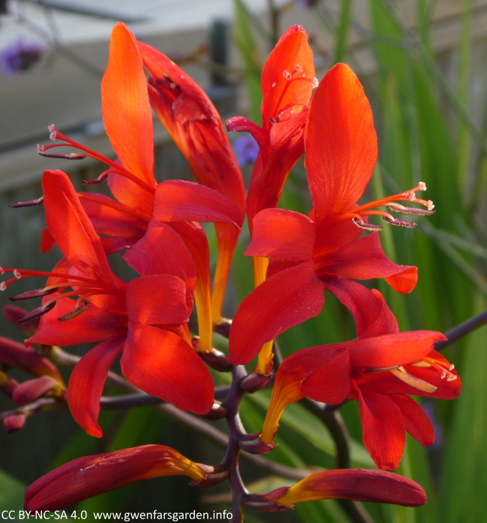 Crocosmia 'Lucifer'. A collection of red flowers coming off a central stem. They are a very bright red, kind of open star-shaped with darker red tones down the middle of each flower.