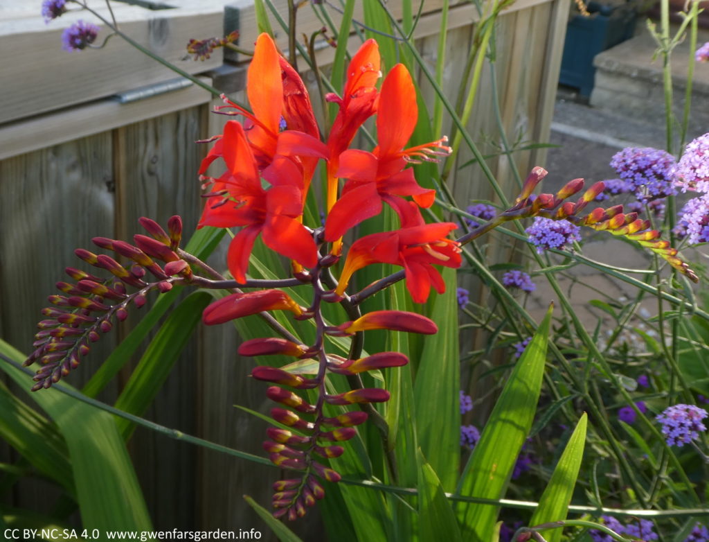 Crocosmia 'Lucifer'. Same red flower, only here you can see three different stems with many flowers not yet opened, apart from four at the top. Behind them are the green sword-shaped leaves and some purple flowers.