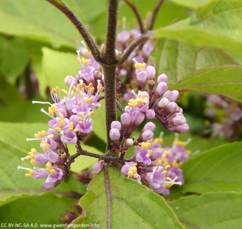 A grouping of small lilac-pink flowers with yellow stamens. They are on the stems of small branches off from a main more purple coloured stem and surrounded by green leaves with purple edging.