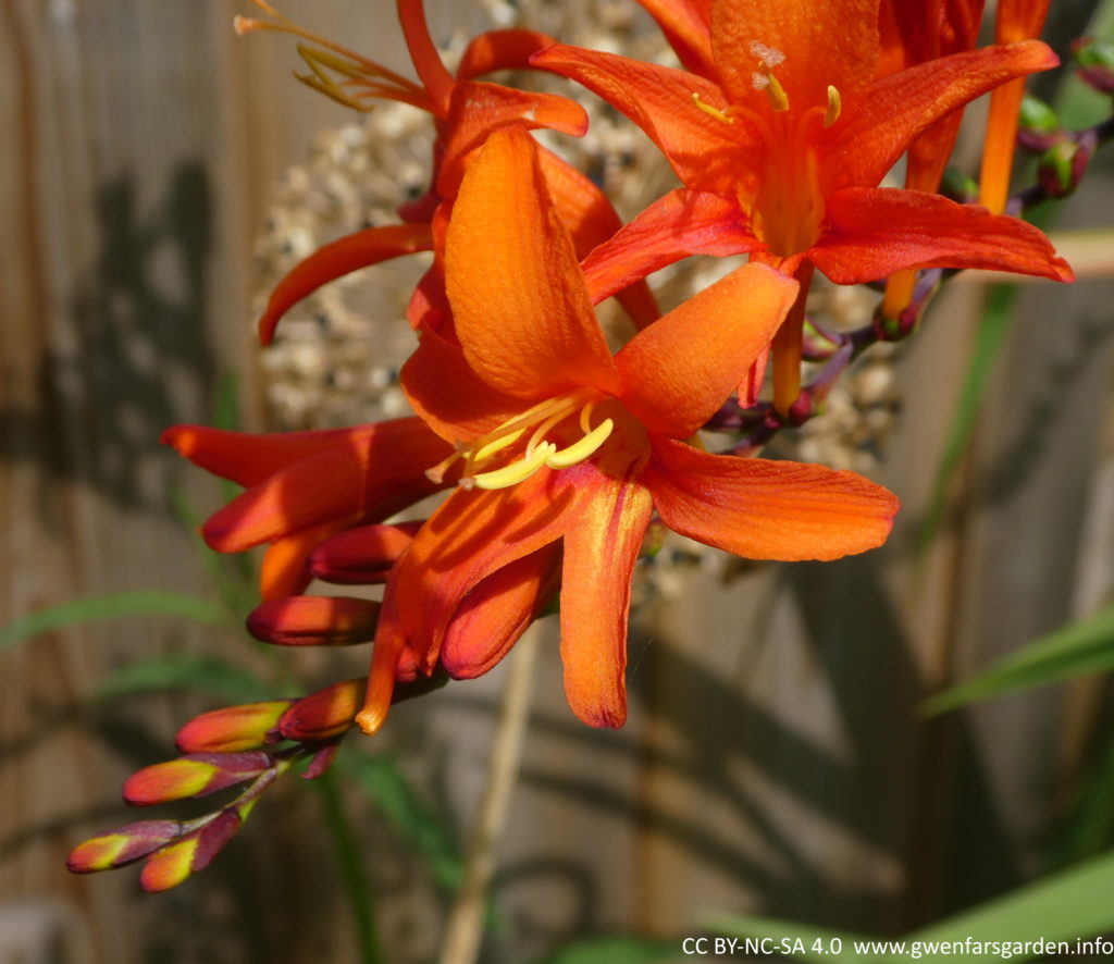 Focus on a single orange flower from the front, with it angling slightly to the left. It has a couple of flowers open behind it and several buds still waiting to come out. The flower is also star-shaped and the petals sweep back. The centre a mix of yellow with some red 'stripes' extending out along the petal. It has yellow stamens and carpels sitting out in front of the petals.