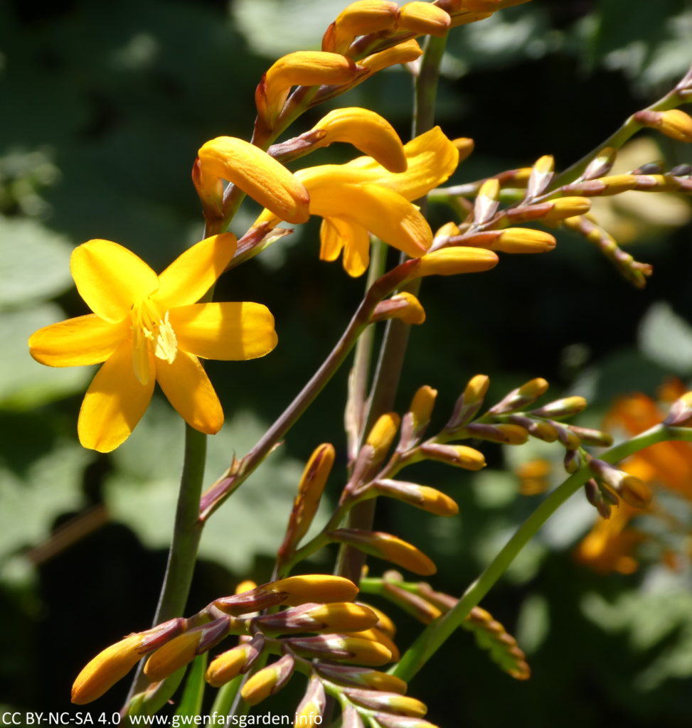 A single star-shaped golden orange-yellow flower open, with several stems beside it, filled with buds that will come out soon. The sun has captured the flower and perfectly shows it glowing!