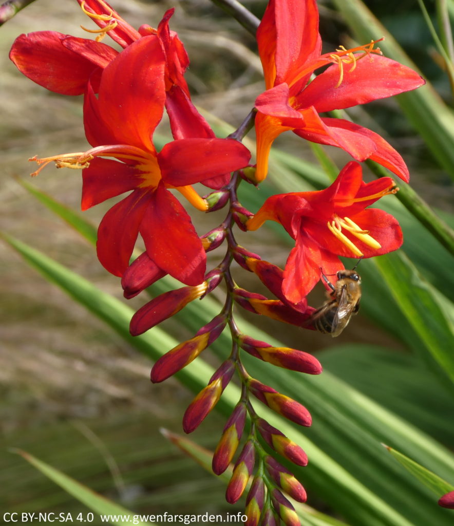 This is the same Crocosmia, with a  collection of flowers on a stem, with a honey bee approaching the stigma and stamens which have pollen on them.