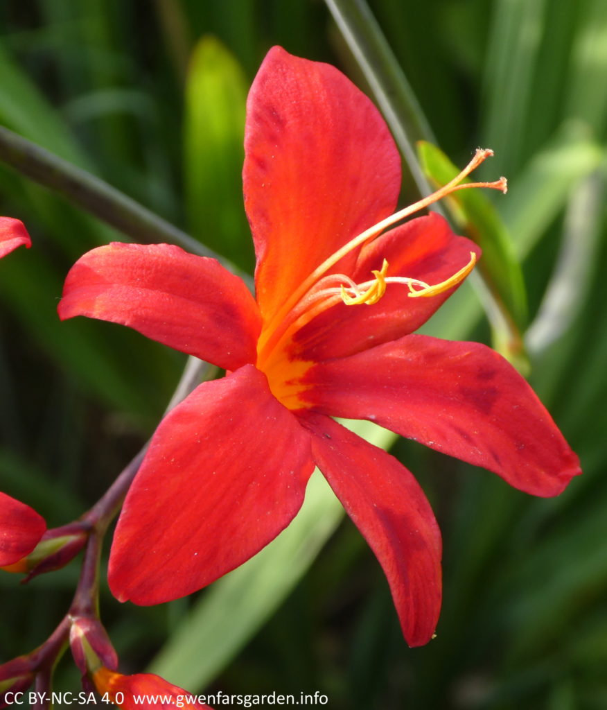 Crocosmia x crocosmiiflora 'Red King'. A single red flower, looking at it from an angle. The carpels and stamens come right out and are orange and yellow respectively.