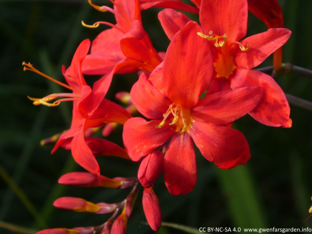 Crocosmia x crocosmiiflora 'Red King'. A group of red flowers with slight purple tones in part, on a long stem. They are a slightly more muted red compared to the previous 'Lucifer' flowers. You can kind of see that deep in the centre of the flowers that the petals there take on a yellow-red tone. The background is out of focus green foliage.