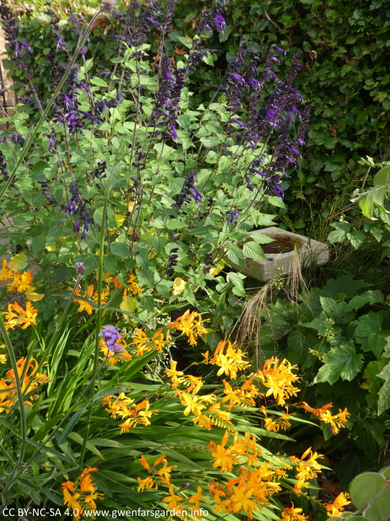 A clump of the golden-yellow flowers, with purple flowers on a different plant, the much taller Salvia, behind it. To the middle right is a small bird bath, and behind all of this is a beech hedge.