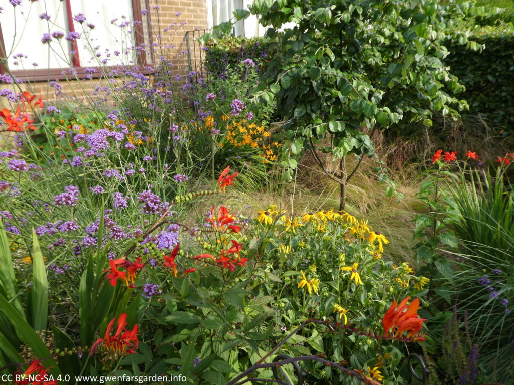 A part overview of the front garden which show different areas planted with flowering Crocosmia, as well as other yellow and purple flowering plants mingled amongst them. On the middle right is the Quince tree, underplanted with green-yellow fine grasses.