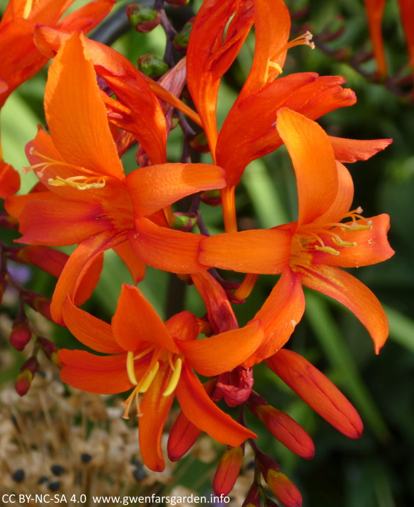 This shows three flowers at different angles, facing left, right, and down left. In a couple of them you can see the red striping coming from the middle more clearly.