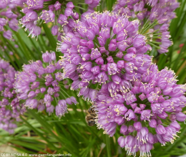 Several heads of the flowers, with one in the middle mostly in focus. You can see another honey bee on the edge of a different flower.