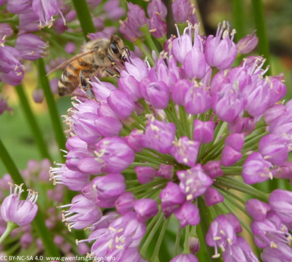 A close up of one rounded flower head with a honey bee searching out pollen within the middle of the flowers.