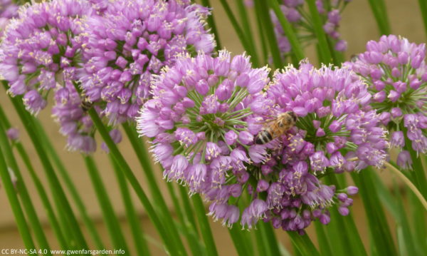 A collection of the same flowers with a honey bee gamboling across them.