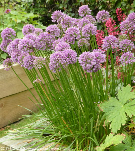 A clump of Allium 'Millenium'. This is an upright plant with narrow green leaves and sturdy, erect stems bearing dense purple-pink flowers in rounded umbels. It is planted at the corner of a wooden raised bed, and you can see blurry coral-pink flowers and a beech hedge, behind them.