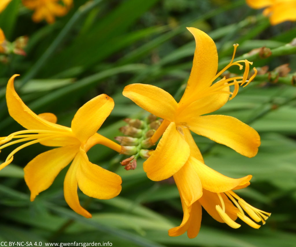 Three golden yellow flowers coming off a central stem, facing left, right and down right. Like the others, this is star-shaped and it has matching golden yellow carpels and stamens.