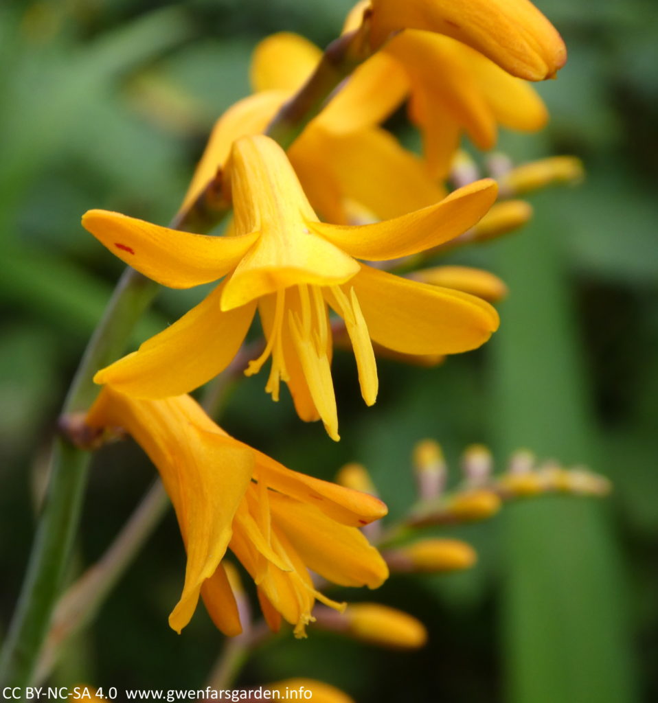 Two flowers, one open and looking down, the second below it only halfway out. You can see the depth of the golden orange-yellow, with green foliage blurred behind it.