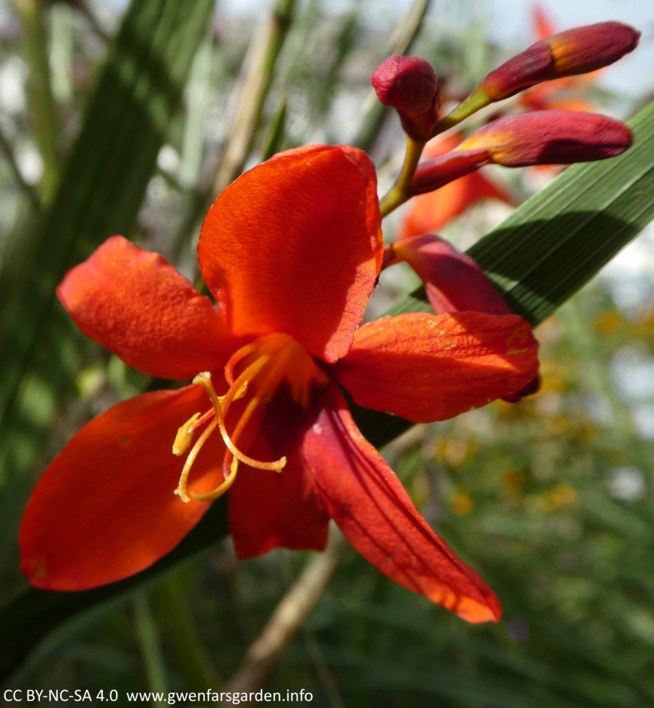 A focus on a single flower that is crimson-scarlet, with three unopened buds behind it. The flower is kind of star-shaped and the petals sweep back. It has a darker crimson centre with the yellow-orange stamens and carpels sitting out proud in front of the petals.