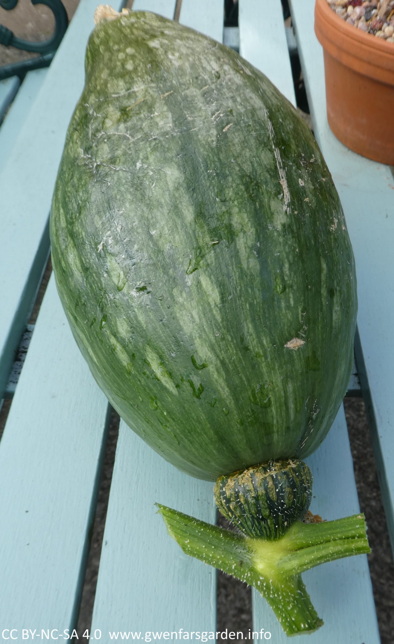 The largest pumpkin sitting on a blue-green table.
