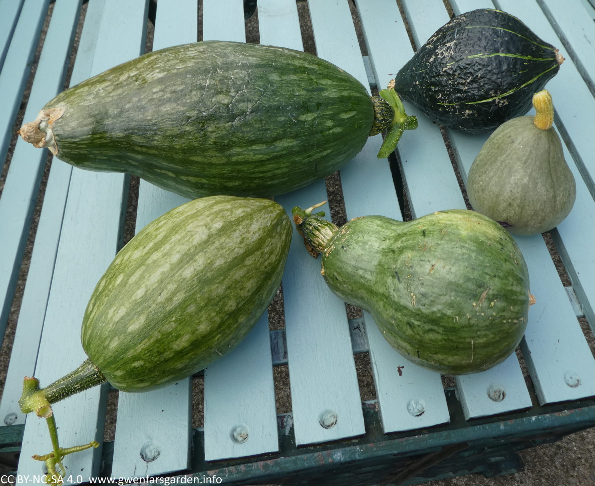 All five pumpkins sitting on the outside blue-green table.