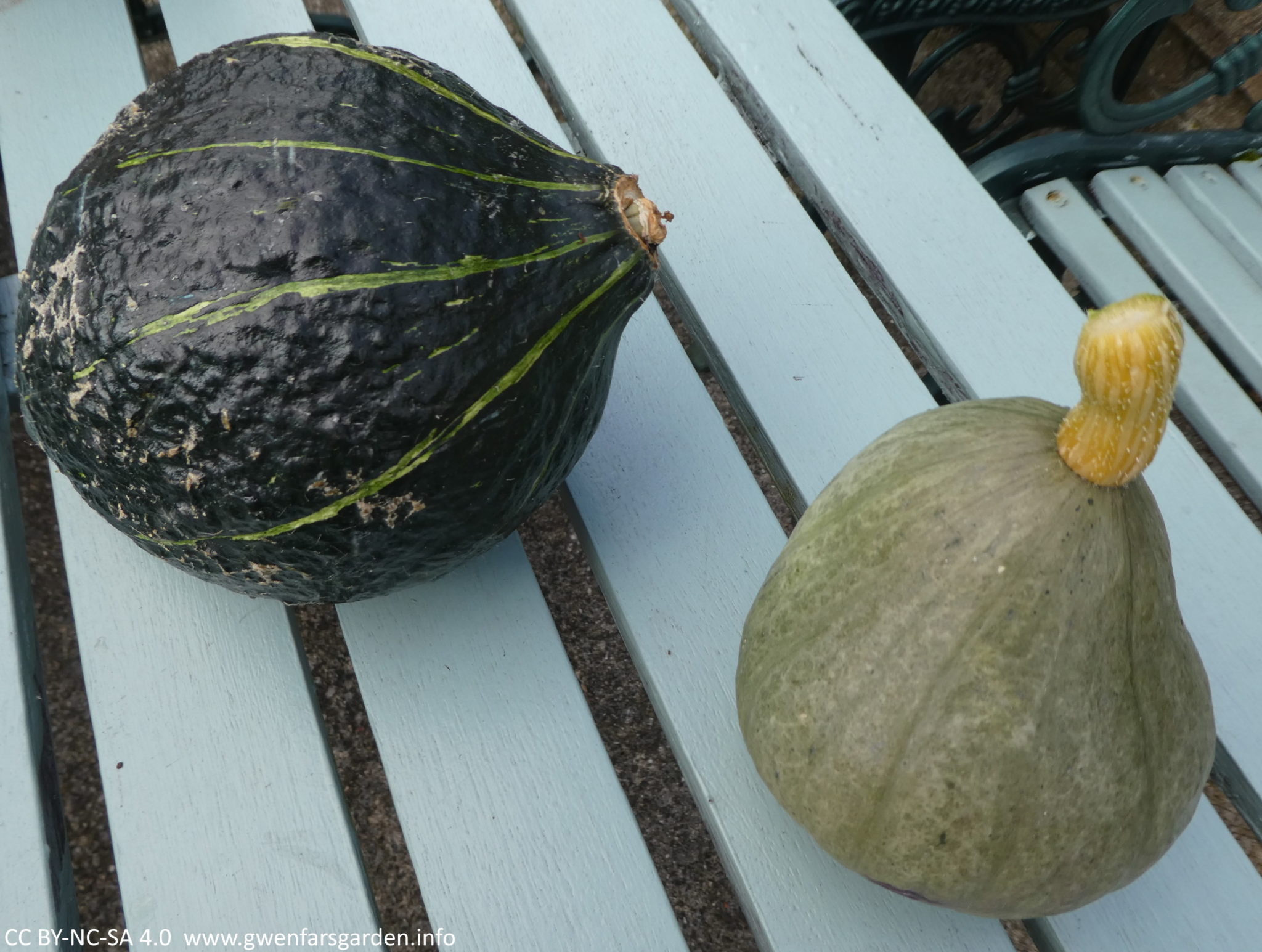 The medium and smaller sized pumpkins. On the left is the dark green one with light green stripes, and on the right is a small Kabocha light green one that would easily fit in your hand.