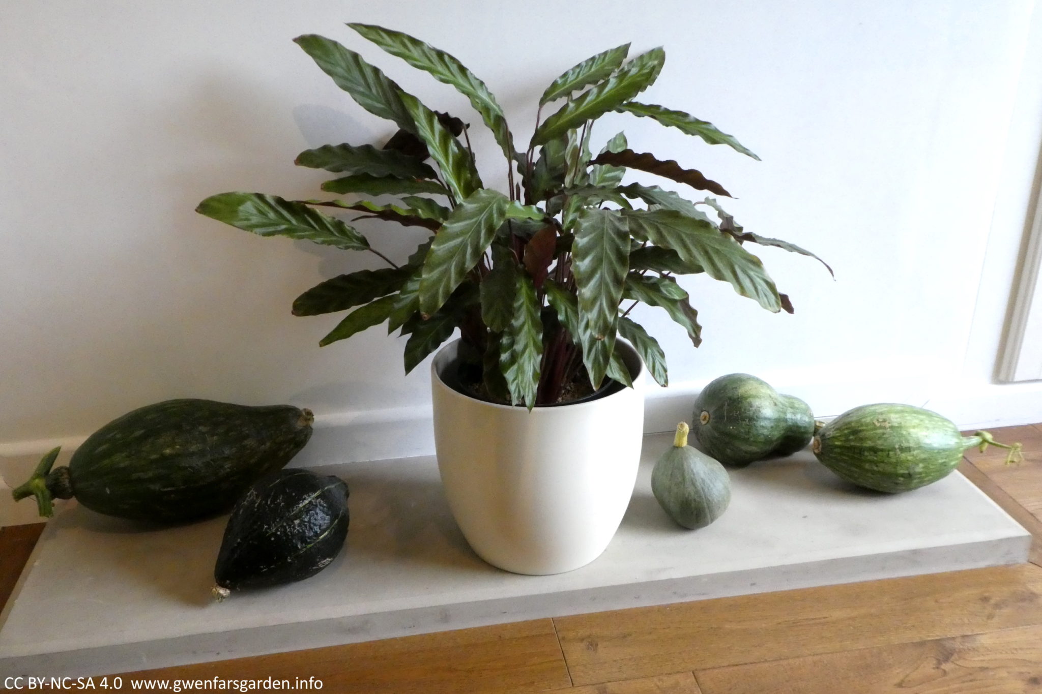 The five pumpkins spread out on a concrete hearth in the lounge room, with a dark green leafy plant in a cream-white pot in the middle of them.