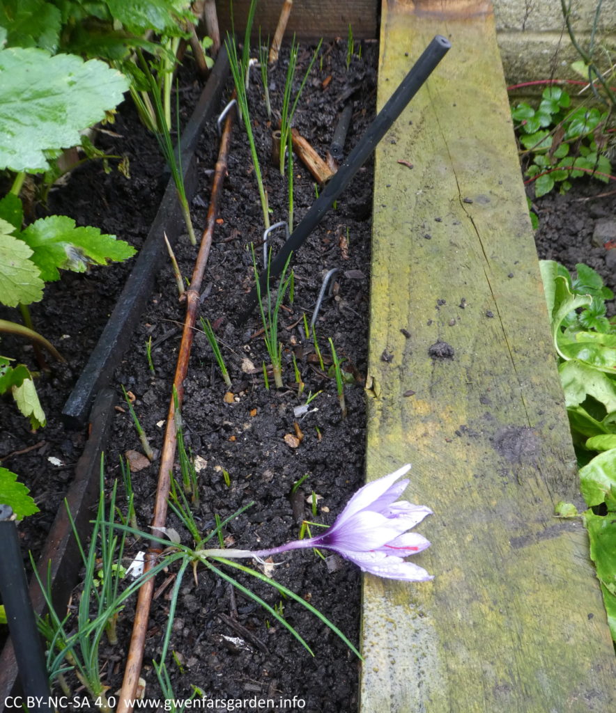 The small thin border with the Saffron growing in it. You can see there are lots of green shoots still coming up. On the left side are green leaves of parsnips and on the right is the edge of the wooden raised bed.