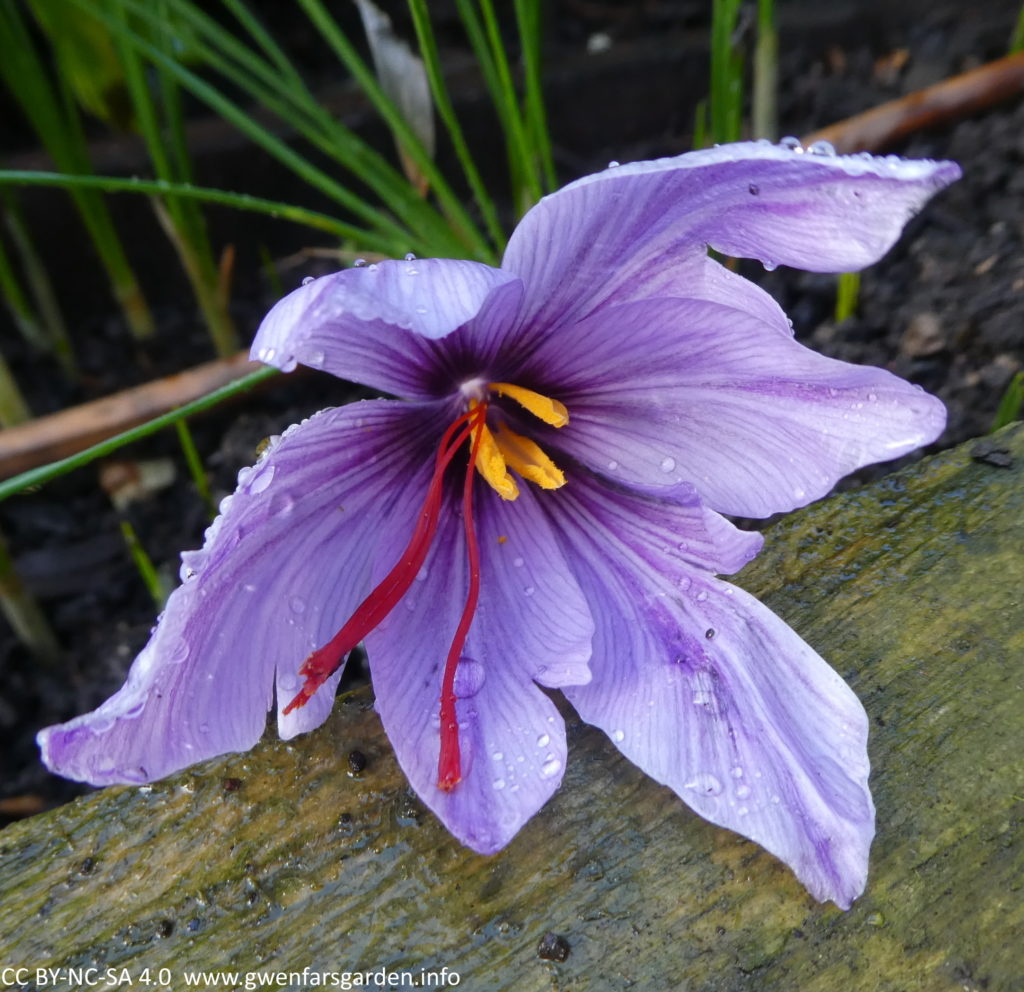 A lilac-purple flowers with dark purple veins, with yellow pollen and the prominent red stigmas that you harvest. It's resting on some wood and is wet, with raindrops resting on some of the petals.