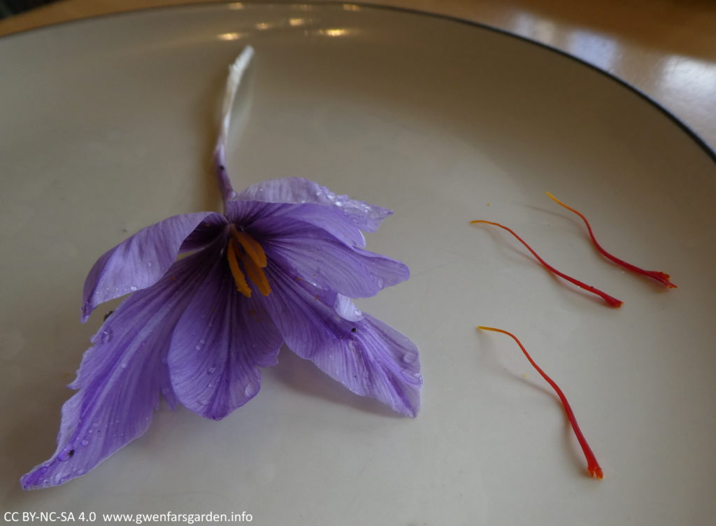 The picked flower now sitting on a cream coloured plate. The flower is on the left, and the three red stigmas have been plucked out and are sitting on the right.