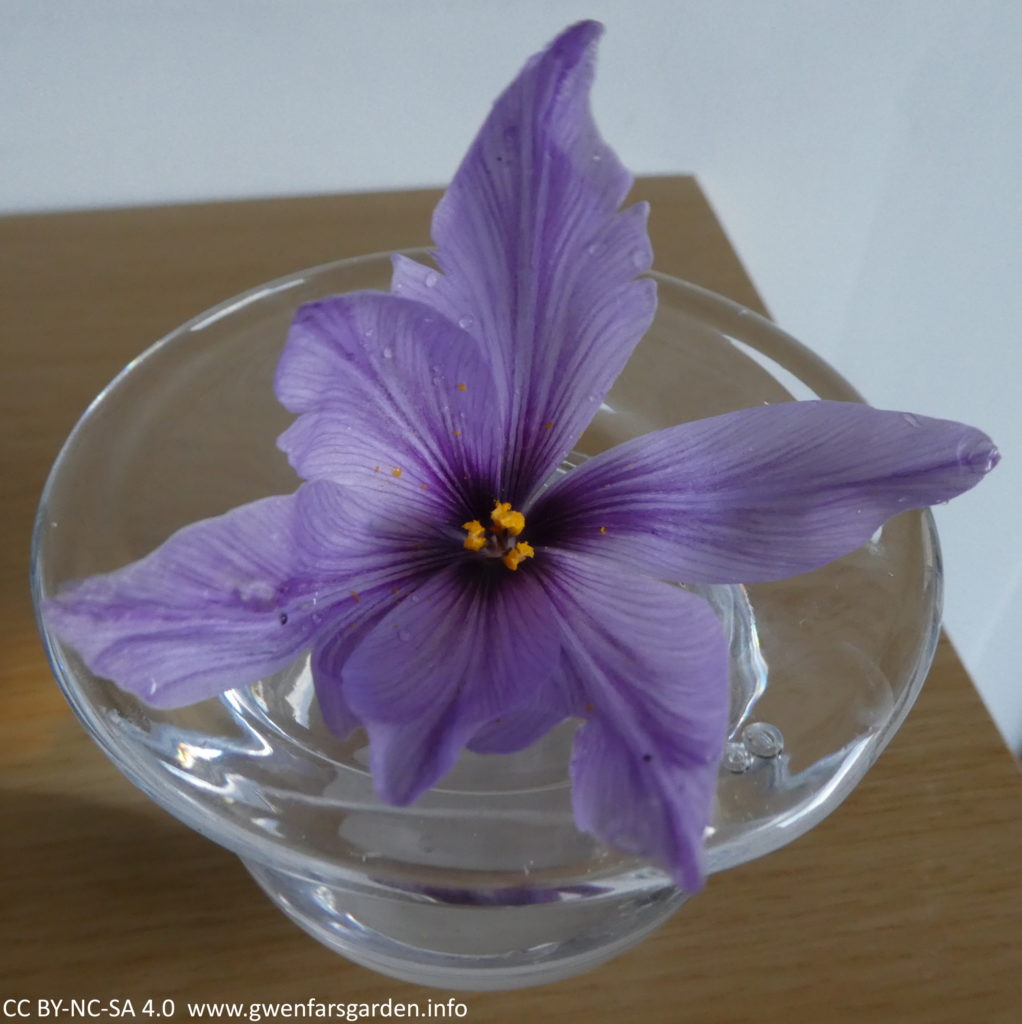 The remaining flower, minus the red stigmas, in a clear glass vase sitting on a wooden shelf.