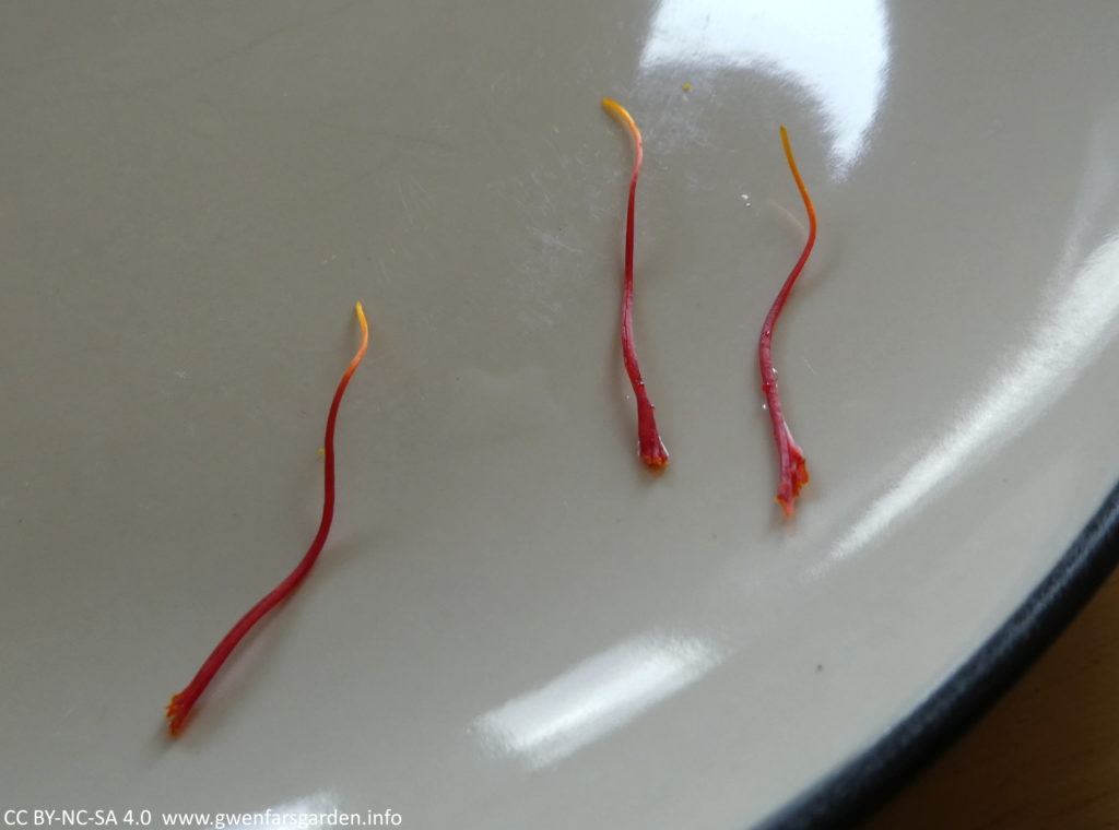 The three red stigmas on a cream plate, now drying out, which will take a few days.