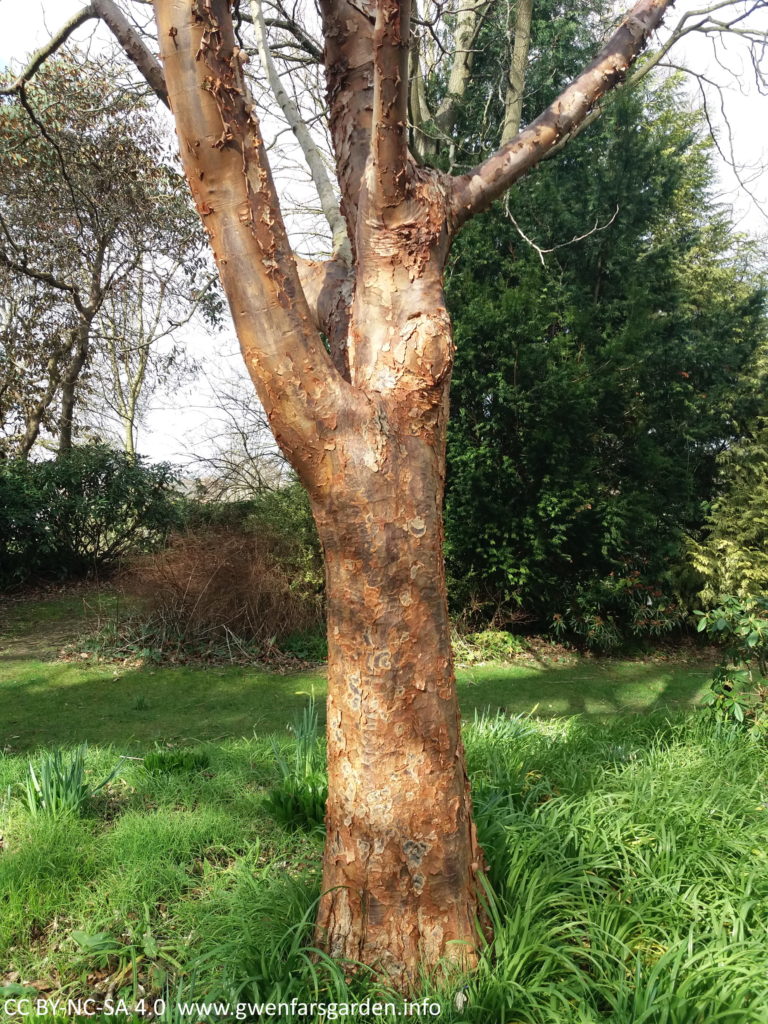 The trunk of a different tree in the botanical gardens with filtered light. The bark a a mix of looking mottled and peeling off.