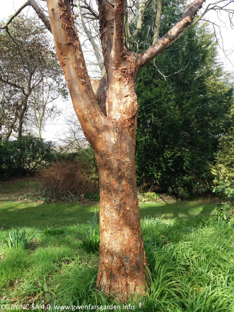 The trunk of a different tree in the botanical gardens with filtered light. The bark a a mix of looking mottled and peeling off. 