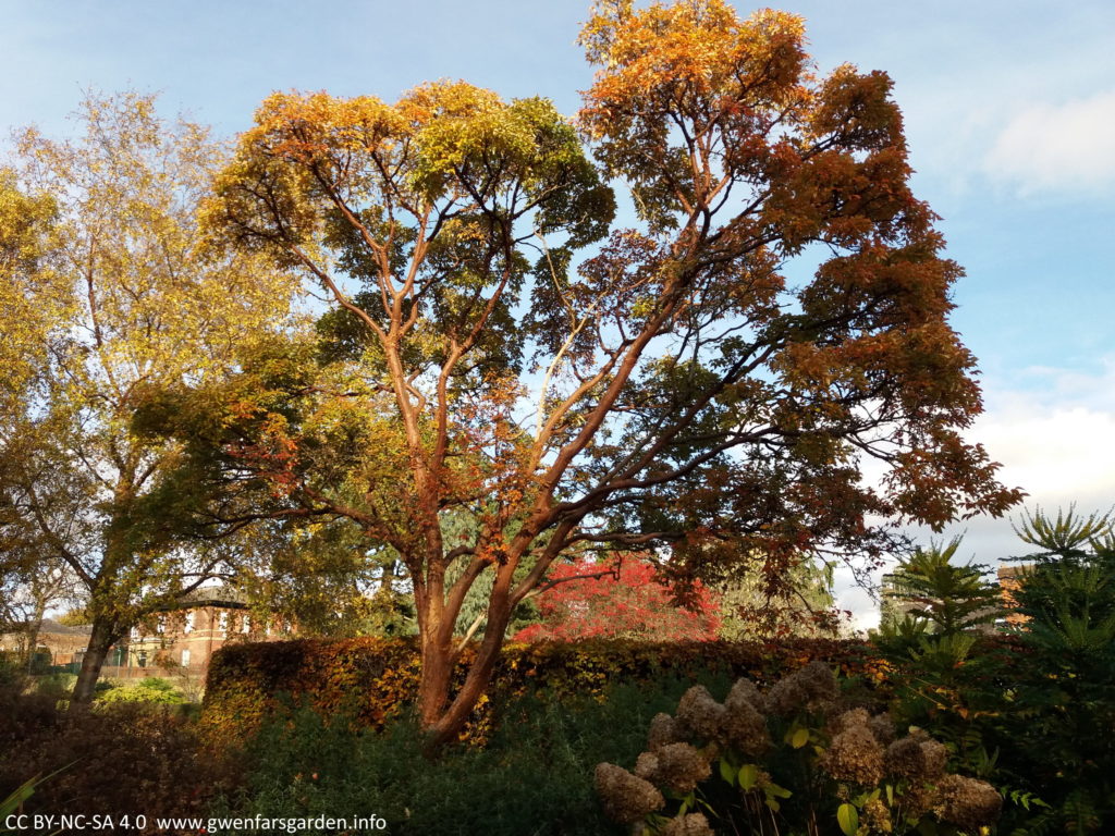 A very large version of the tree, from the Sheffield Botanical Gardens. Mine is 1.5m high, this one must be more than 10m high and about 4m wide. It's in full leaf but going orange to red and you can see the bark glowing in the autumn light.