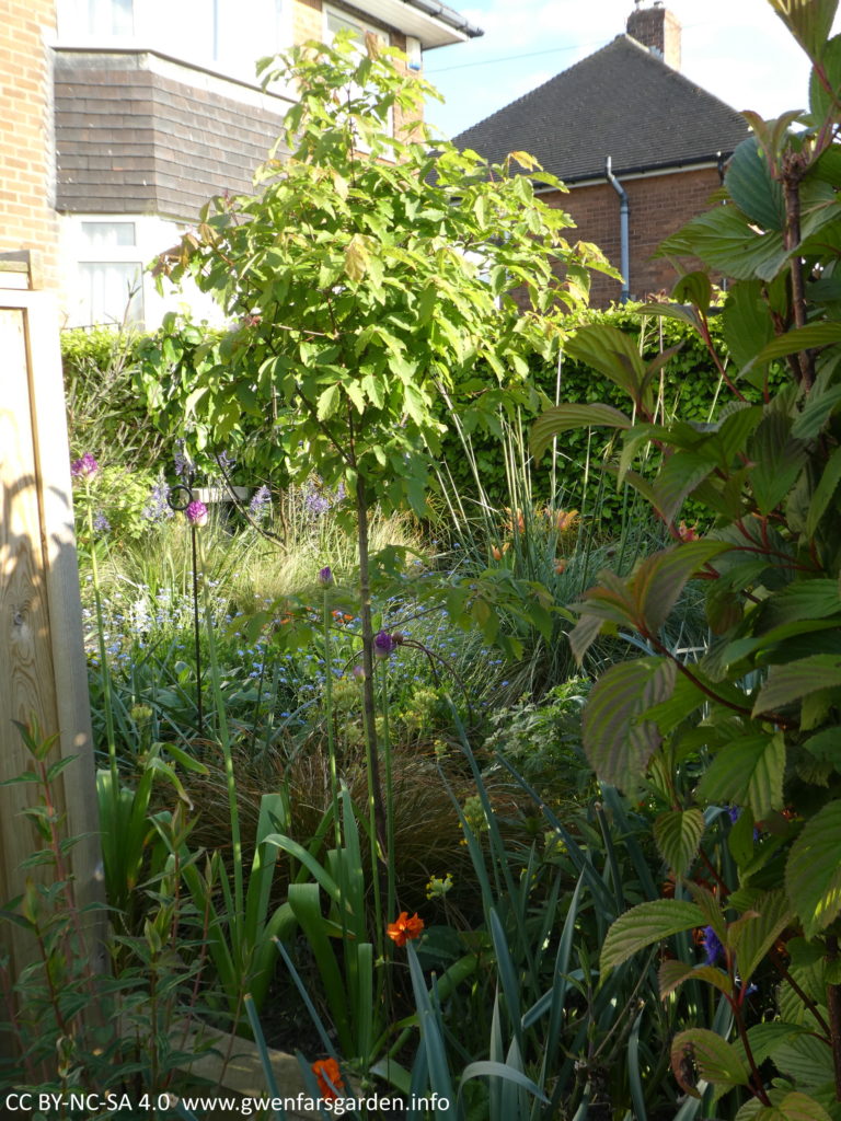 A small tree with green leaves in Spring, surrounded by other plants, next to it and growing under it. It's only about 1.5m high.