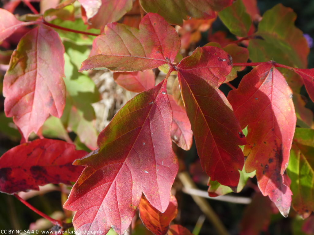 Close-up of one of the leaves that's almost scarlet-red, with just some hints of green. You can see the texture of the leaves and the larger and finer lines within the individual leaf.