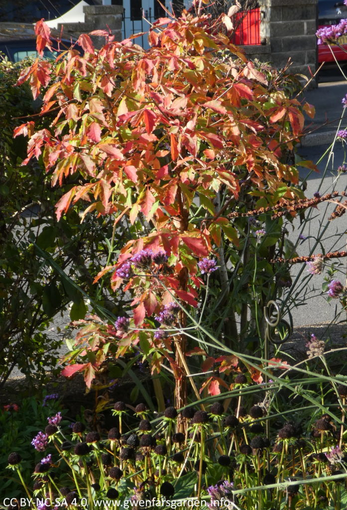 A closer photo of the same tree, but in Autumn with a mix of greeny-red and red leaves. It is surrounded by other plants, including a purple Verbena bonariensis.