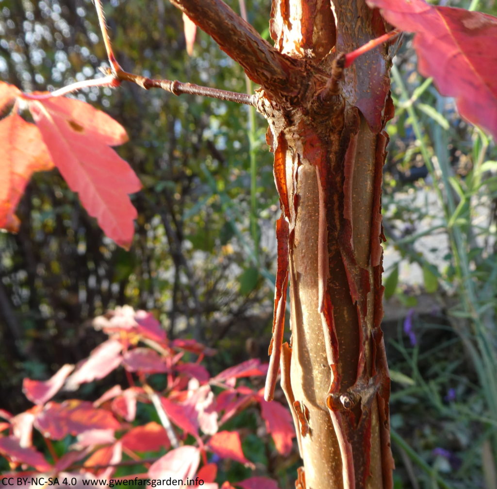 This the the young trunk of my tree. You can see the same effect as the previous picture, only this one has the sun on it and you can see it glowing in parts.