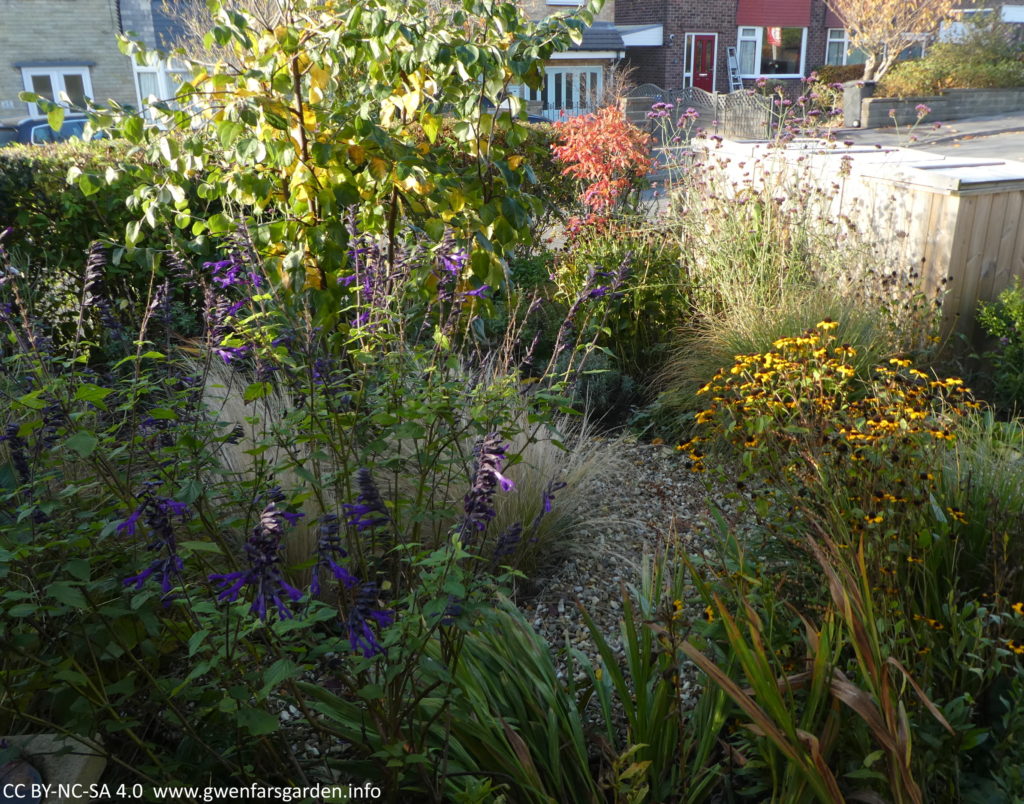 An overview photo of the front garden. In the distance (upper right) you can see the young autumn colours of the Acer. In front of it is a larger tree, a Quince, along with different perennials, some of which are still flowering in purples and yellows.