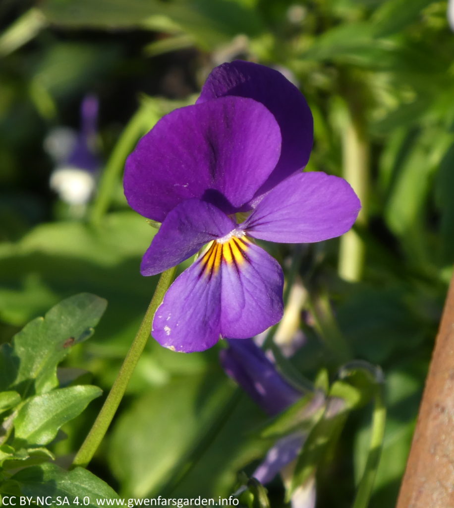 A single purple viola, which has a bright yellow splotch in the middle.