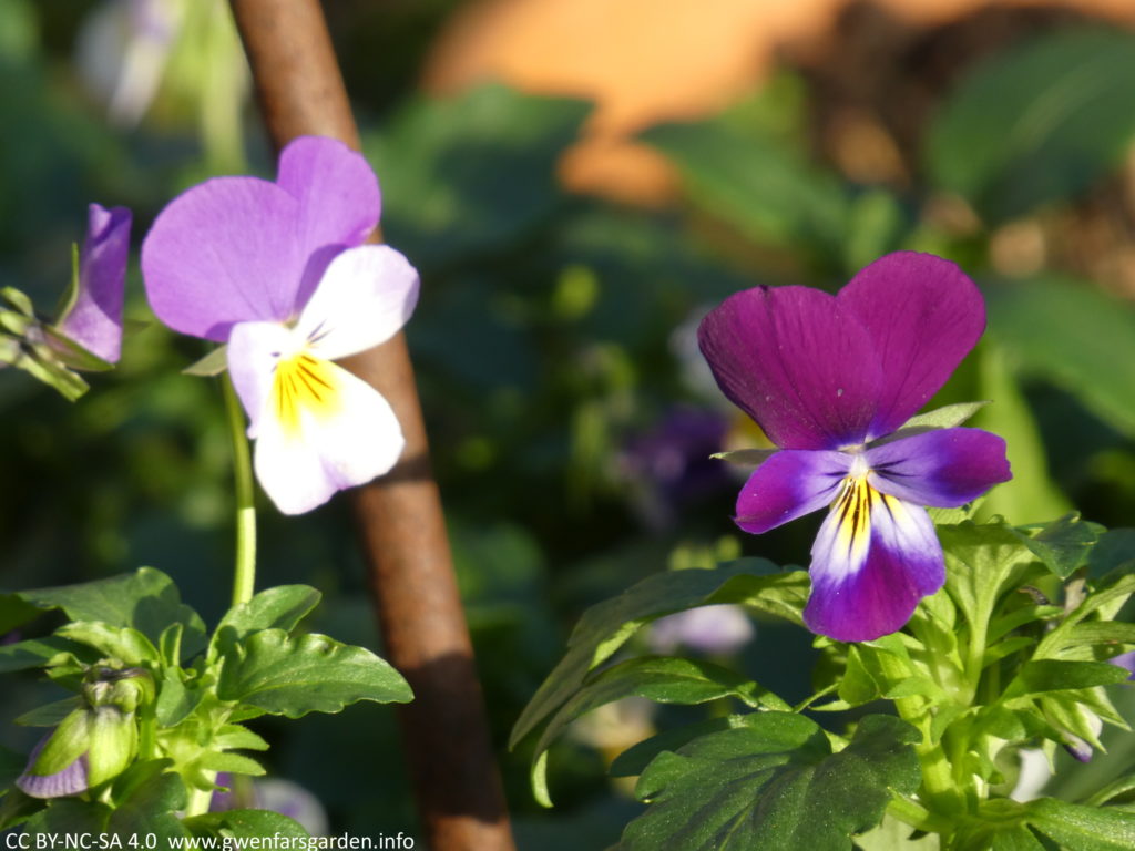 A close-up of two different viola flowers. On the left is one that is mauve-purple and white with a yellow splotch. On the right it's an aubergine-purple colour with a yellow-white splotch.