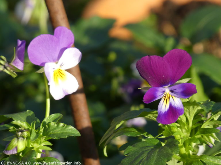 Voilà Violas! Gwenfar's Garden and other musings