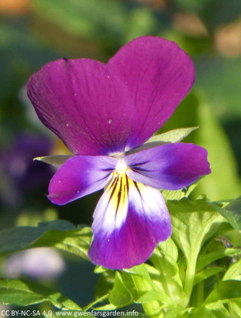 My favourite, the aubergine-purple viola with a yellow-white splotch in the middle. Aubergine-purple is my favourite colour, so I guess that's why I favour this one most!