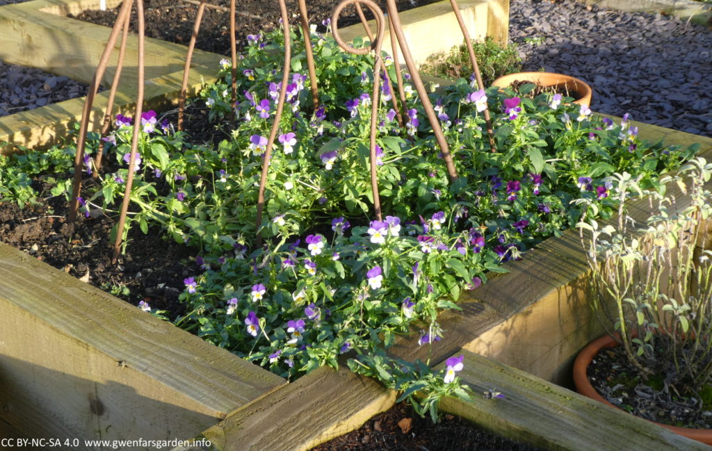 A square wooden raised bed with a mixed group of violas that have self-seeded in this bed. You can see the bottom part of an rusted steel obelisk, which I grow peas and beans up in the season. There are also some pots next to the bed including one with a sage plant.