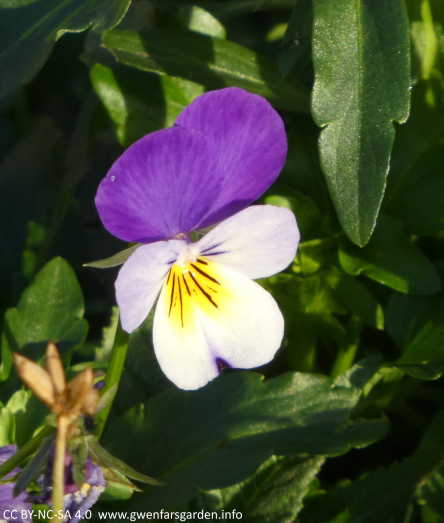 The mauve-purple and white viola with a yellow splotch in the centre, in more detail.
