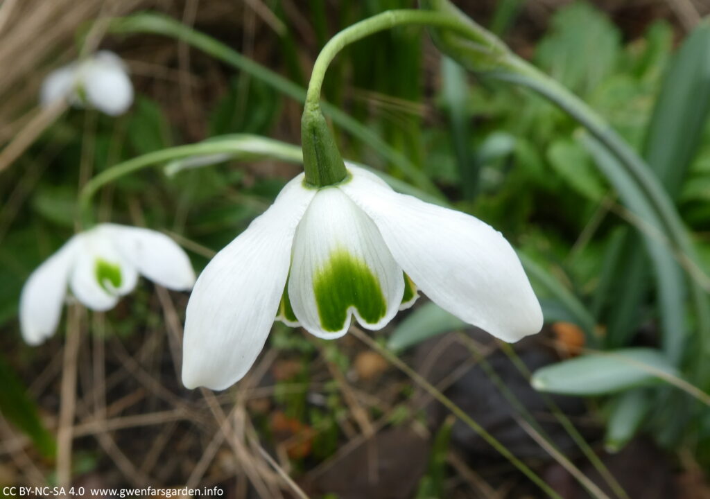 Focus on a single flower with a second one on the left but behind and out of focus. You can see 2 of the 3 white outer petals, with one of the inner petals showing a strong dark green marking, that kind of reminds me of a ghost costume with the arms out, only in green!