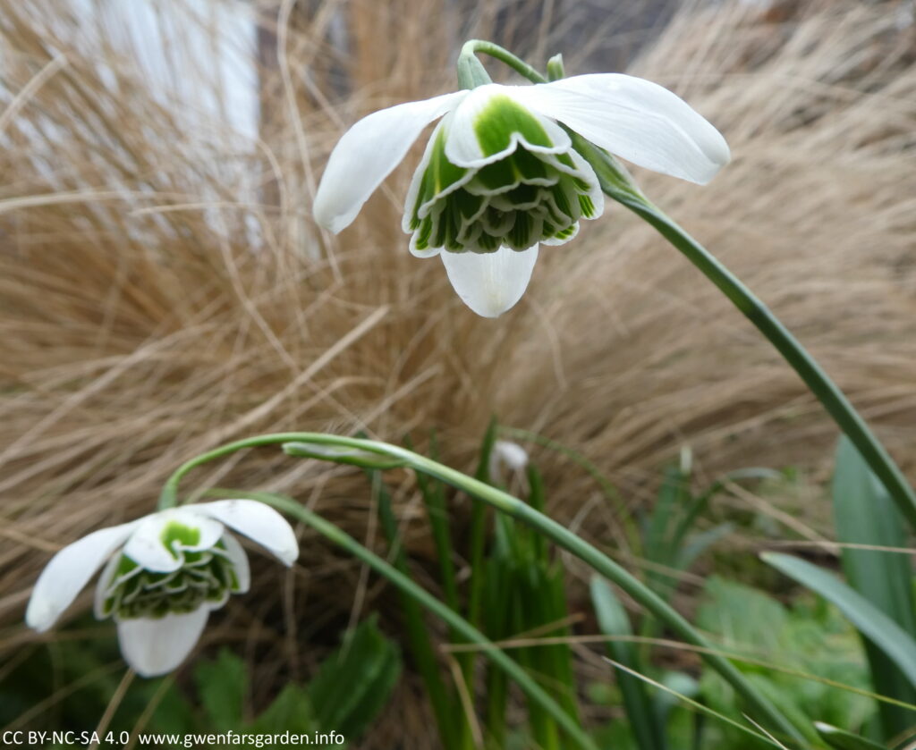 The same flower but looking up so you can see underneath too. You can see parts of the all 3 outer white petals, more of the green marked inner petals, and from below, several more darker green inner petals quite close together. Out of focus behind the flower is some beige-brown grasses.