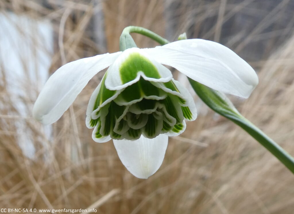 The same as previous, only slightly closer to looking up at the flower from below.