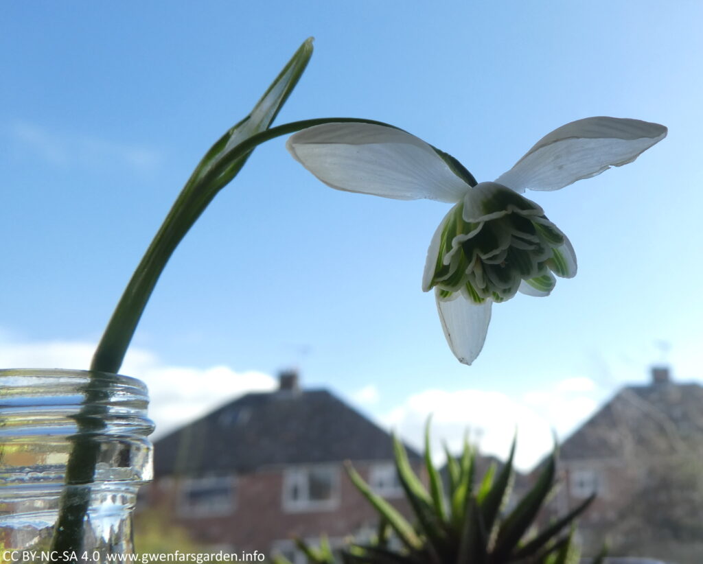 A single flower in a small glass vase. It's sitting on a desk and beyond it you can see blurred neighboring houses and blue sky. This is also looking up from the below. I just loved the contrast between the flower looking a bit darker against the blue sky.