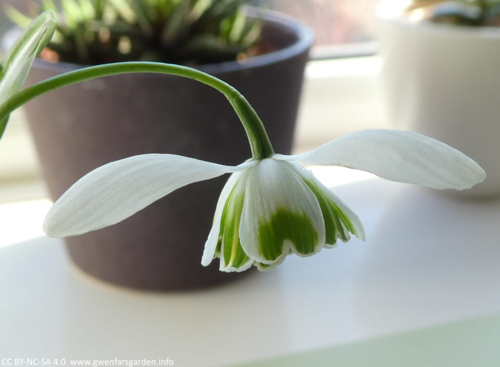 For comparison with the previous photo, this is Galanthus Dionysus, where you can see two of the three white outer petals stretched out like arms, with the inner petals in a bell shape. There are no green flushed markings on the outer petals, and the green markings on the inner petals only take up a third of the petal.

Again, the flower is contrasted by a purple pot that is out of focus behind it.