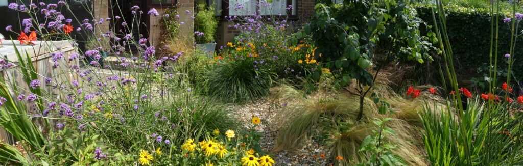 A landscape view of the front garden in August 2020. You can see a mix of flowers in reds, yellows, oranges and purples, along with grasses and a young Quince tree. The front of the house is at the back of the photo and to the left is a wooden bin storage unit.